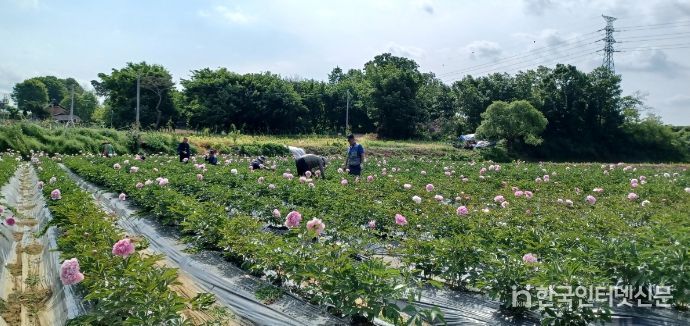 작약 농가