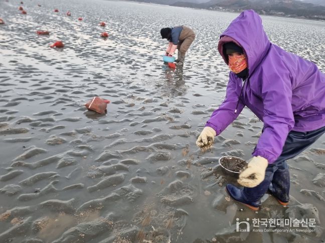 전북특별자치도, 바지락 종자 500만 마리 무상 방류로 연안 수산자원 증강 박차