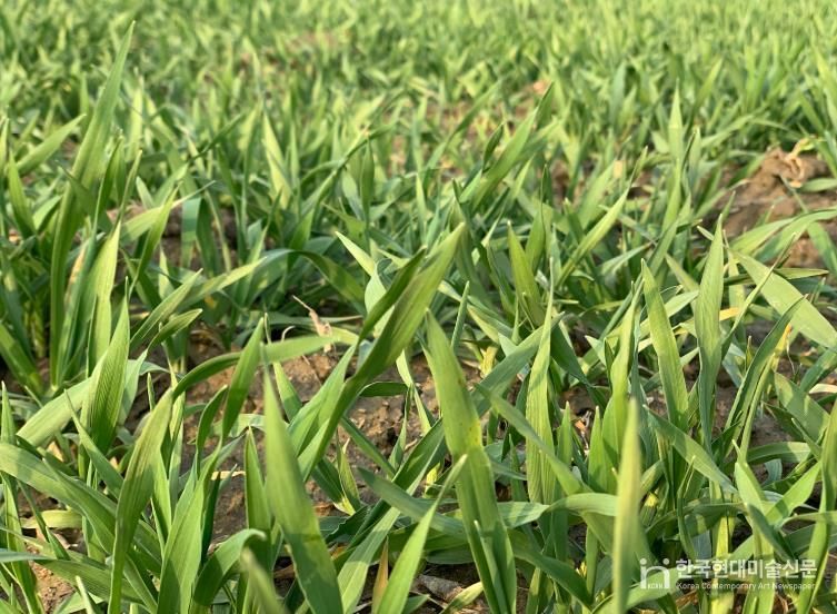 늦어진 맥류 파종, 정읍시 농업기술센터 월동관리 당부