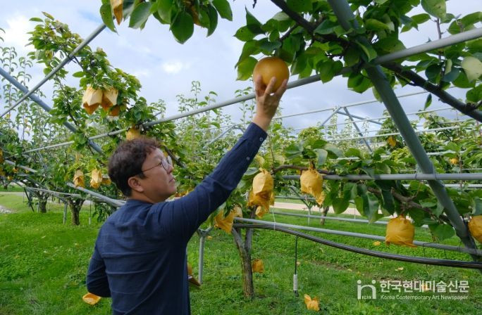 ‘영동 백년배’ 과일나라테마공원에서 황금빛 결실