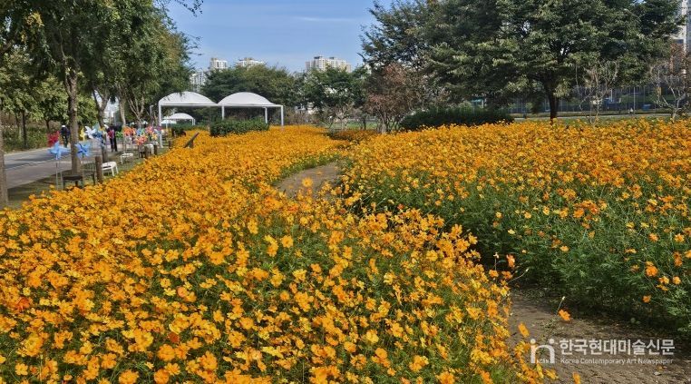 중랑천변 사계정원 일대에 황화코스모스가 만개한 모습