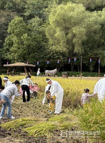 천시, 월미공원 벼베기 체험행사