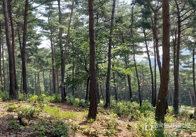 국립기억의숲 풍경