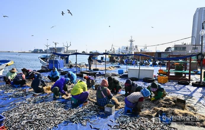 양미리도루묵 축제 관련(양미리 조업 사진)