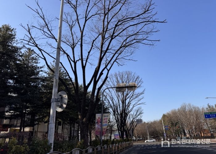 고양시 일산동구, 2026년 가로수 전정 사업 실시…보행 안전, 수목 생육 개선