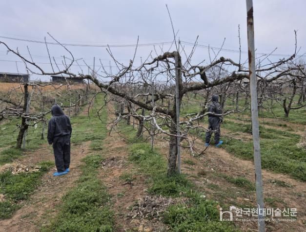 과원 사전제거 예찰 장면