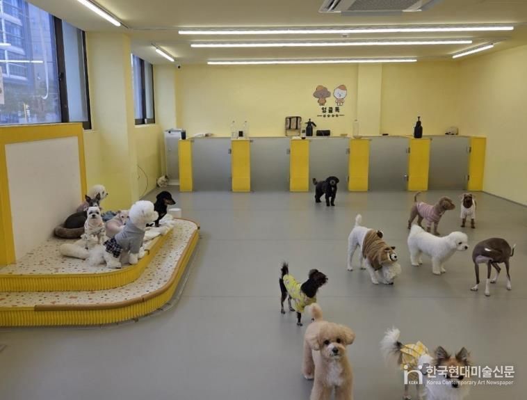 구로구 ‘우리동네 펫위탁소’ 지정업체인 엉클독 애견유치원 내부 모습