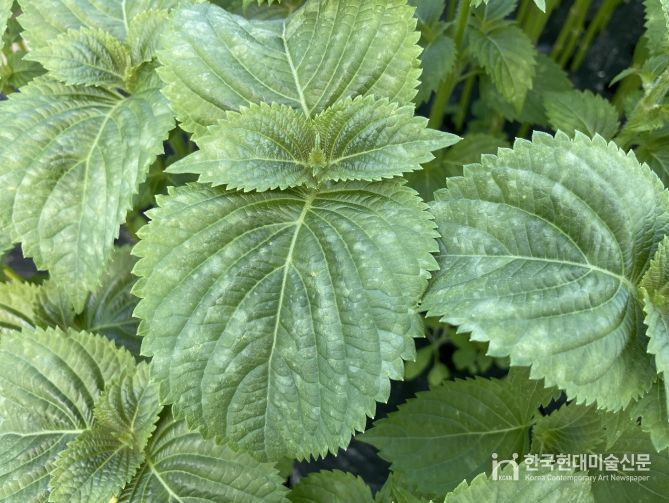 냉해 피해를 본 깻잎