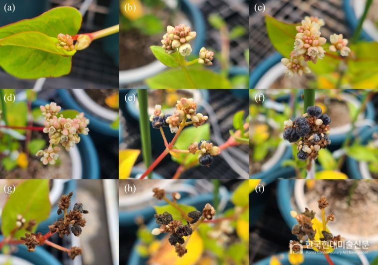 덩굴모밀의 시기별 모습