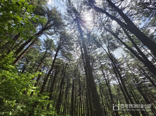 도유림 및 임도