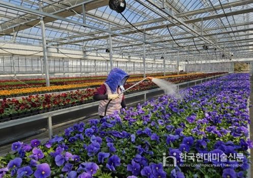 인천시 계양공원사업소, 직접 키운 봄꽃 35만 8천 본 공급