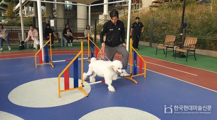 2025년 반려동물 문화교실에 참여한 반려견이 어질리티 교육을 받고있다