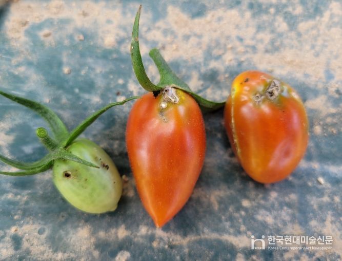 토마토뿔나방 사전방제 교육