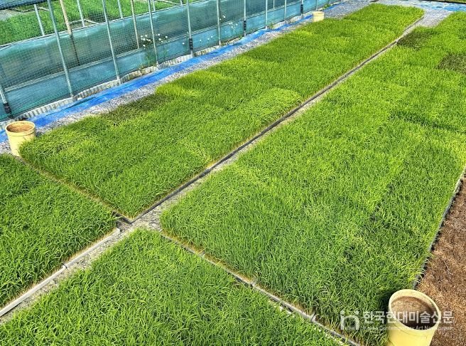 충북농기원, 벼농사 첫걸음 _볍씨 소독_ 당부(못자리 육묘관리)