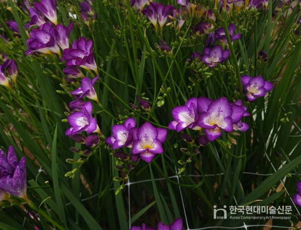 신품종 ‘딥보라문’