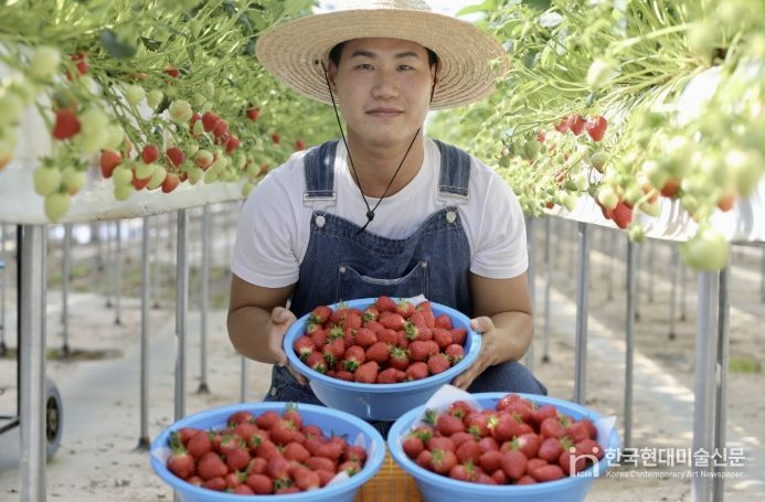 청년농업인 딸기 수확 사진