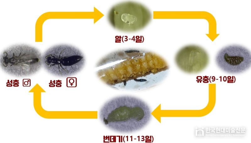 하늘소 유충 천적 ‘개미침벌’ 대량 사육 길 열렸다