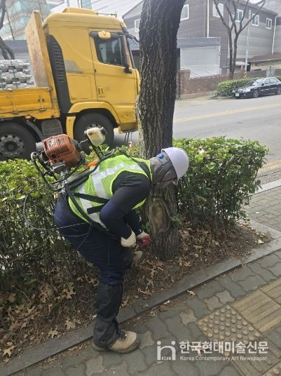 인천 서구, 가로수 병해충 방제 실시... 선제적 대응으로 시민 불편 최소화