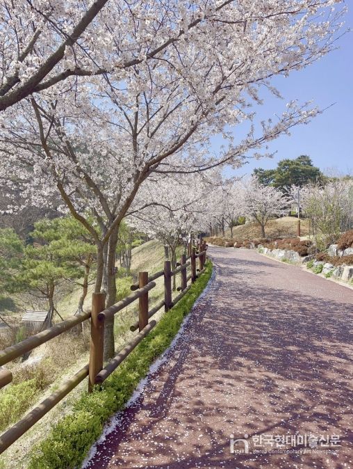 봉수산수목원 벚꽃 모습