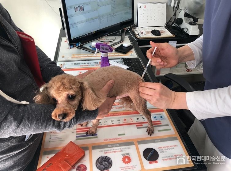 관내 협력 동물병원에서 광견병 예방접종을 하고 있