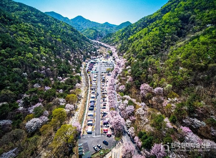 금산 보곡산골 산벚꽃 축제