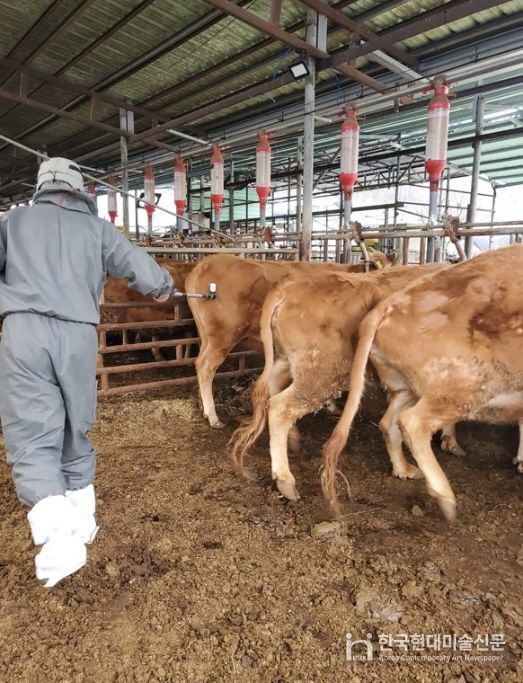 보은군, 구제역 백신 항체 모니터링 검사 추진