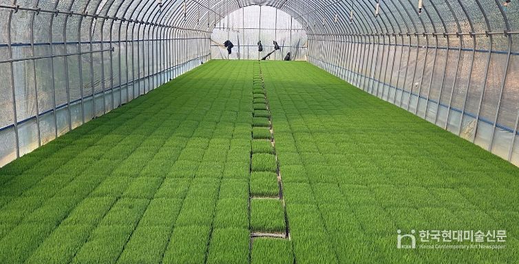 정읍시, 벼 안전육묘를 위한 발아율 사전 확인 당부