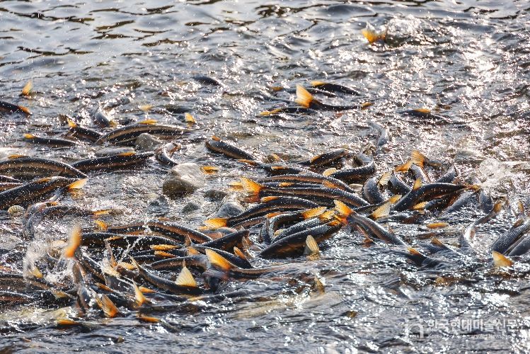 2026년 4월 13일 남대천 황어떼