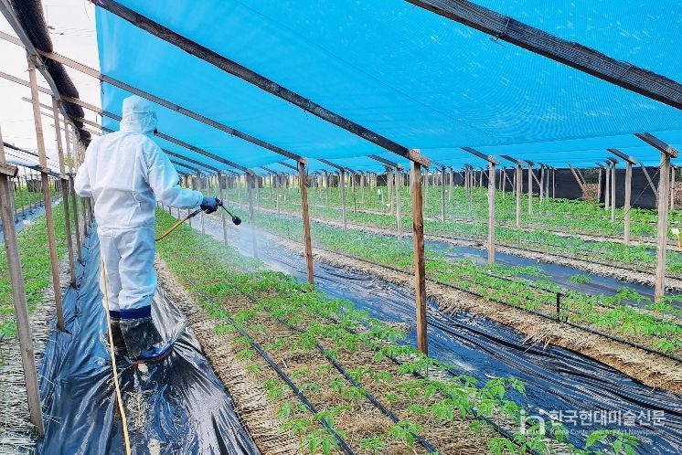 인삼잘록병 줄기점무늬병 방제